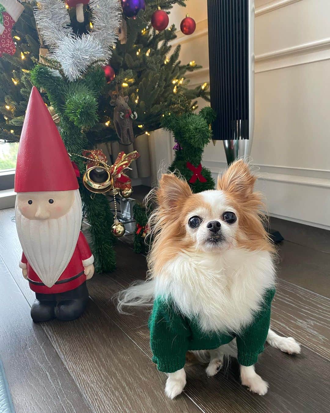 Grace葛瑞瑞さんのインスタグラム写真 - (Grace葛瑞瑞Instagram)「穿上聖誕裝的咪醬小姐🥰」11月27日 12時39分 - yungingrace