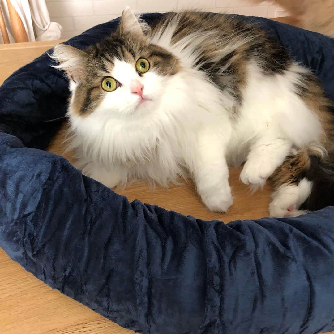 Chiyomame ちよまめさんのインスタグラム写真 - (Chiyomame ちよまめInstagram)「これなーんだ？😽 . . ツイストピローっていう 変幻自在な枕だよー😸❣️ . ねじったり、丸めたり、 自分の使いたい部位に合わせて いろいろな使い方ができちゃう 万能な枕だよ😴💤 まーるい形にしたら 猫ホイホイにもなっちゃう🤣🐈 . . 肌触りも滑らかでフワフワで気持ちいい😻✨ ぴゃんに取られちゃう前に 🚗での長距離移動が多いから、 車に積んで使おうかなー？😸 . . 詳しくは ➡︎ . @twistpillow  をご覧ください🥳 . ネックピロー #トラベルピロー #ピロー #pillow #旅行 #機内持ち込み #昼寝 #お昼寝 #お昼寝中 #枕 #プレゼント #まくら #旅行用品 #neck pillow #携帯枕 #飛行機 #twistpillow #scottishfold #scottishfold_kikuhiko #スコティッシュフォールド　#まん丸ねこ部 #猫ホイホイ #ふわふわ　#便利グッズ」11月27日 12時41分 - chiyo.mame