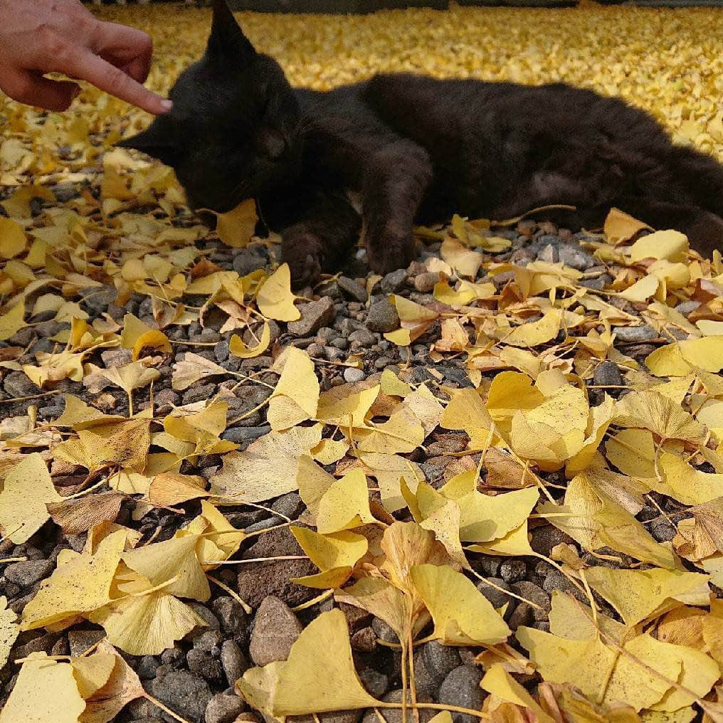 国生さゆりさんのインスタグラム写真 - (国生さゆりInstagram)「イチョウの紅葉と黒猫✨🐈✨#紅葉 #イチョウ #猫の気持ち #国生さゆり」11月27日 13時13分 - sayurikokusho