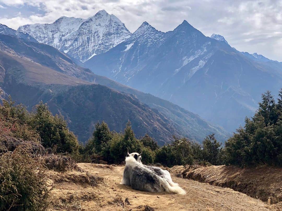 エイドリアン・ブロディさんのインスタグラム写真 - (エイドリアン・ブロディInstagram)「Sending love from 13,385ft elevation #Beautiful #Nepal 🇳🇵」11月27日 13時43分 - adrienbrody