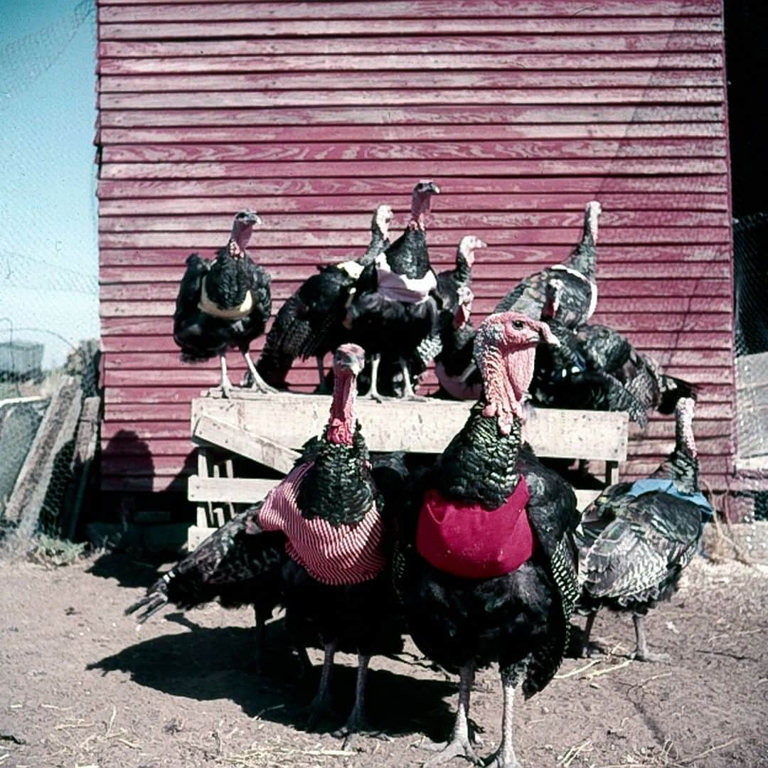 lifeさんのインスタグラム写真 - (lifeInstagram)「Turkeys wearing colorful halters to prevent pendulous crop, 1953. (John Dominis/The LIFE Picture Collection © Meredith Corporation) #wildLIFEwednesday #Turkeys #TurkeyOfInstagram」11月27日 23時38分 - life