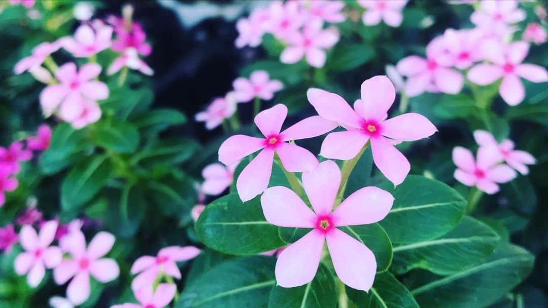 谷桃子さんのインスタグラム写真 - (谷桃子Instagram)「🌸✨hana-koiピュアオイル✨🌸絶賛発売中♡♡お誕生日やXmasの🎄プレゼントにオススメです☺️💓✨✨ #hanakoi #ピュアオイル #恋するオイル #ピンクのオイル #洗い流さないトリートメント  #谷桃子 #デザイン」11月27日 23時40分 - momoko5999