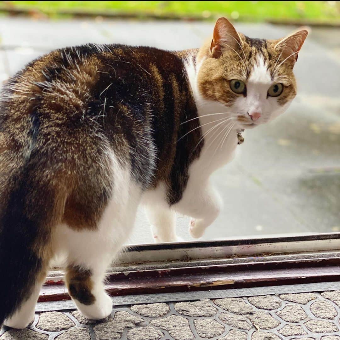 Misty The Moggieさんのインスタグラム写真 - (Misty The MoggieInstagram)「Come on! Catch me outside!! Would you play with Misty?」11月27日 23時45分 - mistythemoggie