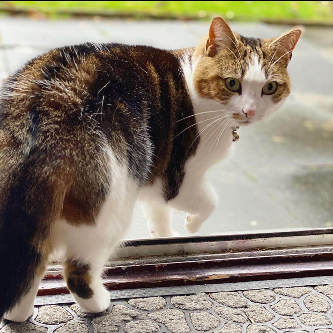 Misty The Moggieのインスタグラム：「Come on! Catch me outside!! Would you play with Misty?」