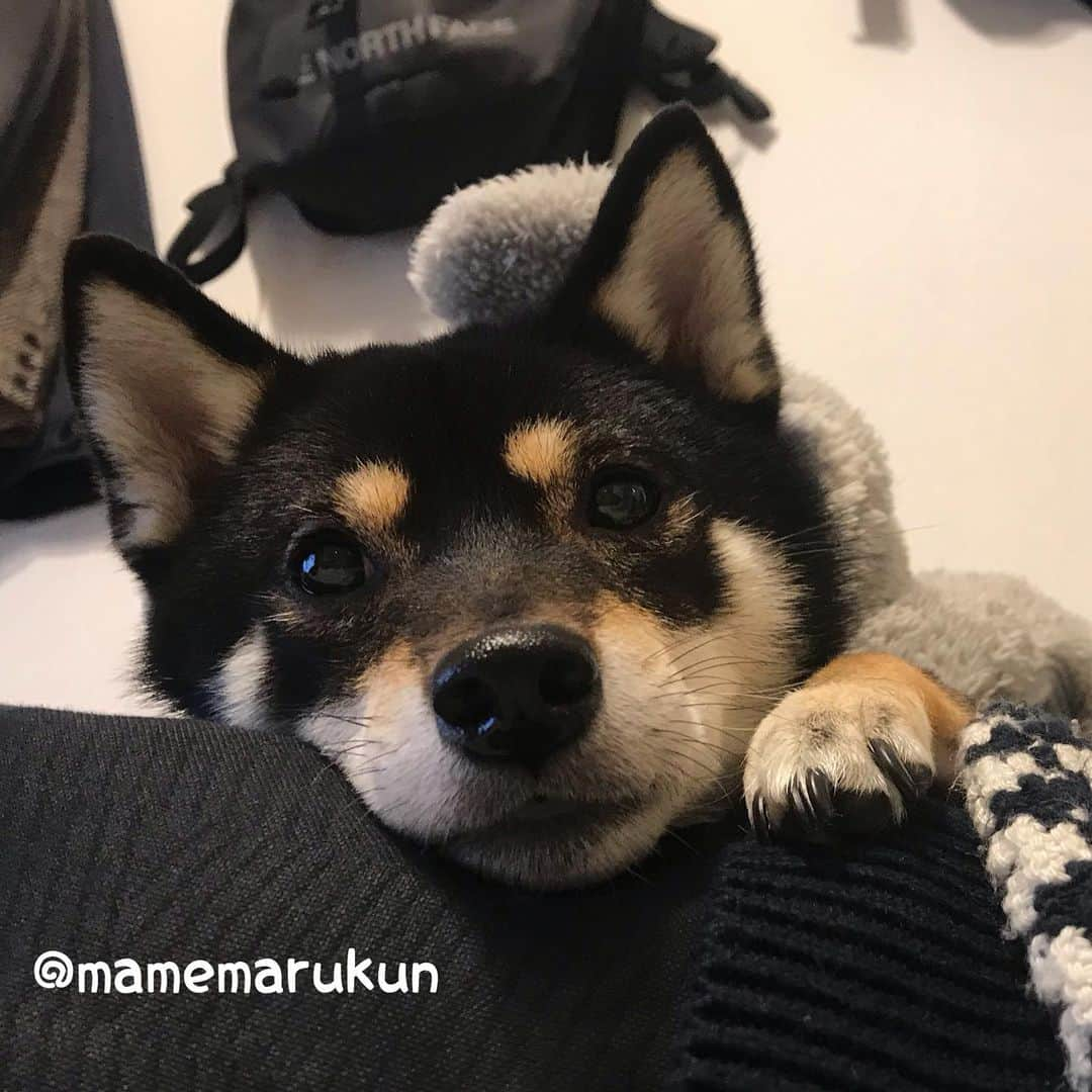 まめ丸さんのインスタグラム写真 - (まめ丸Instagram)「* * ねむいけど まだねたくないねずみさん🐭🐶💤 * I'm not sleepy yet🐭🐶💤 * #パパの上でまったり #モコモコねずみさんパジャマ🐭 #楽天roomに載せてます * #柴犬#豆柴#柴#黒柴#黒豆柴#犬#日本犬#shiba#shibainu#shibastagram#shibadog#puppy#instadog#dogstagram#dog#instashiba#petstagram#pet#buzzfeedanimals#cute#cutedog#강아지#멍스타그램#weeklyfluff#dailyfluff#roomインフルエンサー」11月28日 0時15分 - mamemarukun