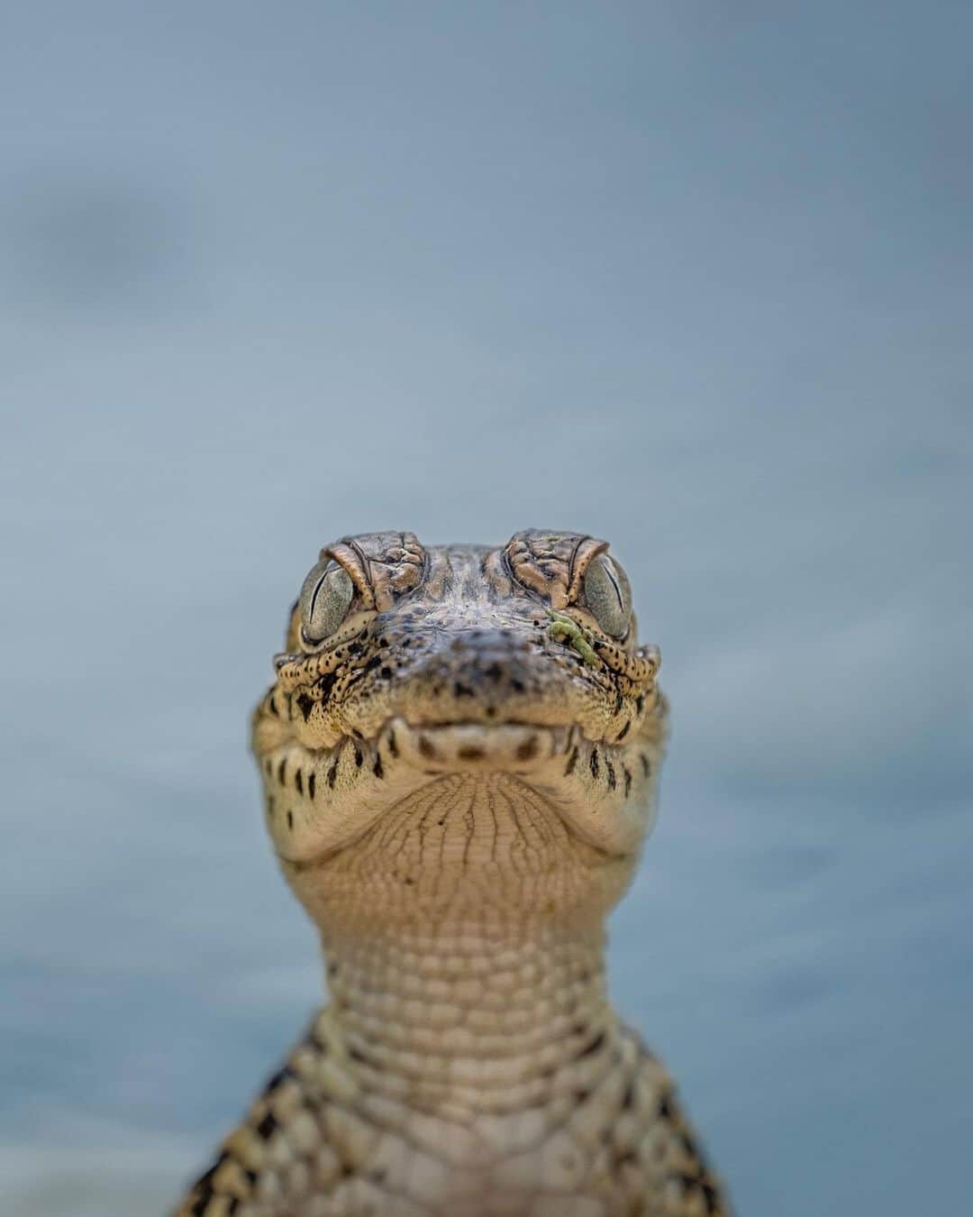 レオナルド・ディカプリオさんのインスタグラム写真 - (レオナルド・ディカプリオInstagram)「Fresh hope for the Critically Endangered Cuban Crocodile, as @global_wildlife_conservation joins @TheWCS and Cuban partners to release 10 young captive Cuban Crocodiles into the wild.  For thousands of years, Cuban Crocodiles thrived in the Zapata Swamp, the largest coastal wetland in the Caribbean Islands, but unchecked hunting decimated their numbers to some 3,000 in the wild today.  Not only are these top predators vital for keeping the food chain in check, but they are also important ecosystem engineers that shape and maintain mangrove ecosystems by excavating underwater caves and canals.  Today they are threatened by hunting, habitat destruction, and hybridization with American Crocodiles in areas where the two species have been forced into closer proximity.  Losing the Cuban Crocodile would have significant repercussions both ecologically and culturally.  Fortunately, a captive breeding sanctuary was established in Zapata Swamp in 1959, providing an important reservoir for reestablishing the crocodile in the wild. A dedicated team is now working to bring the Cuban Crocodile back from the brink through a program of reintroduction, monitoring, and education.  Follow @global_wildlife_conservation to learn how you can join these efforts.  Photos by @robindmoore」11月28日 0時17分 - leonardodicaprio