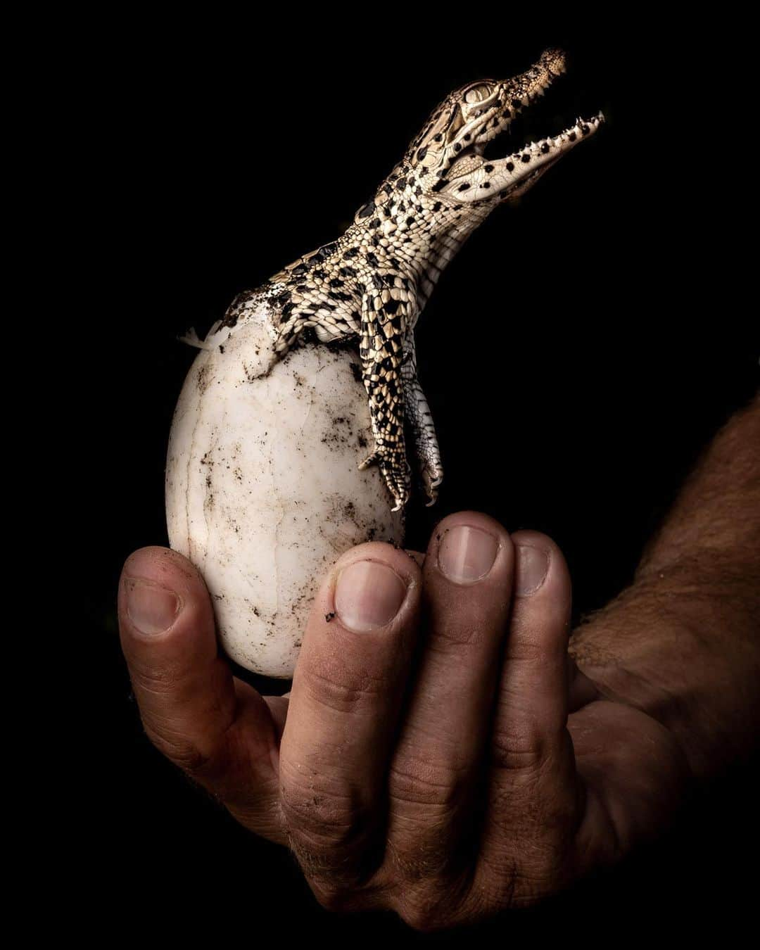 レオナルド・ディカプリオさんのインスタグラム写真 - (レオナルド・ディカプリオInstagram)「Fresh hope for the Critically Endangered Cuban Crocodile, as @global_wildlife_conservation joins @TheWCS and Cuban partners to release 10 young captive Cuban Crocodiles into the wild.  For thousands of years, Cuban Crocodiles thrived in the Zapata Swamp, the largest coastal wetland in the Caribbean Islands, but unchecked hunting decimated their numbers to some 3,000 in the wild today.  Not only are these top predators vital for keeping the food chain in check, but they are also important ecosystem engineers that shape and maintain mangrove ecosystems by excavating underwater caves and canals.  Today they are threatened by hunting, habitat destruction, and hybridization with American Crocodiles in areas where the two species have been forced into closer proximity.  Losing the Cuban Crocodile would have significant repercussions both ecologically and culturally.  Fortunately, a captive breeding sanctuary was established in Zapata Swamp in 1959, providing an important reservoir for reestablishing the crocodile in the wild. A dedicated team is now working to bring the Cuban Crocodile back from the brink through a program of reintroduction, monitoring, and education.  Follow @global_wildlife_conservation to learn how you can join these efforts.  Photos by @robindmoore」11月28日 0時17分 - leonardodicaprio