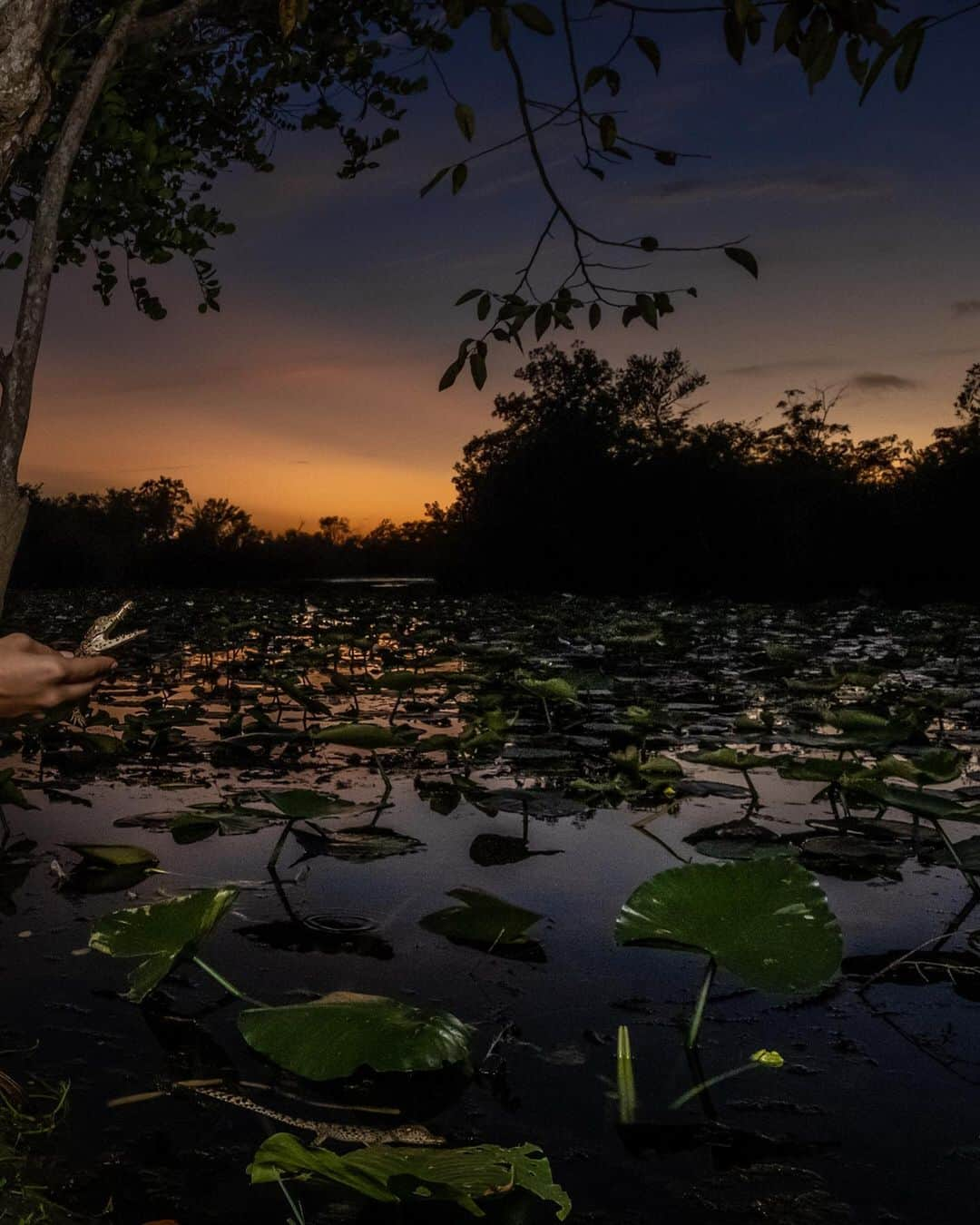 レオナルド・ディカプリオさんのインスタグラム写真 - (レオナルド・ディカプリオInstagram)「Fresh hope for the Critically Endangered Cuban Crocodile, as @global_wildlife_conservation joins @TheWCS and Cuban partners to release 10 young captive Cuban Crocodiles into the wild.  For thousands of years, Cuban Crocodiles thrived in the Zapata Swamp, the largest coastal wetland in the Caribbean Islands, but unchecked hunting decimated their numbers to some 3,000 in the wild today.  Not only are these top predators vital for keeping the food chain in check, but they are also important ecosystem engineers that shape and maintain mangrove ecosystems by excavating underwater caves and canals.  Today they are threatened by hunting, habitat destruction, and hybridization with American Crocodiles in areas where the two species have been forced into closer proximity.  Losing the Cuban Crocodile would have significant repercussions both ecologically and culturally.  Fortunately, a captive breeding sanctuary was established in Zapata Swamp in 1959, providing an important reservoir for reestablishing the crocodile in the wild. A dedicated team is now working to bring the Cuban Crocodile back from the brink through a program of reintroduction, monitoring, and education.  Follow @global_wildlife_conservation to learn how you can join these efforts.  Photos by @robindmoore」11月28日 0時17分 - leonardodicaprio