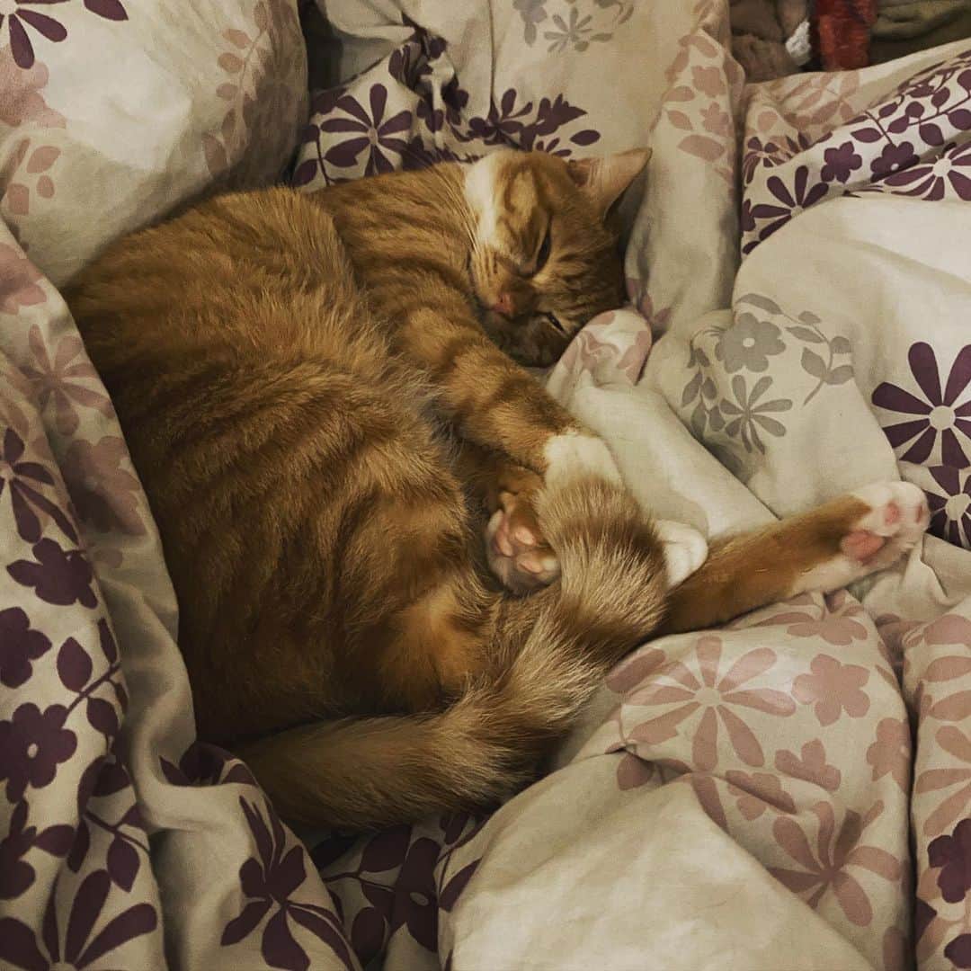 のインスタグラム：「昨夜の足元。あったかいけどちょっと邪魔  #kurohakuchai #tabby #orangetabby #cat #猫 #茶トラ男子部 #catstagram」