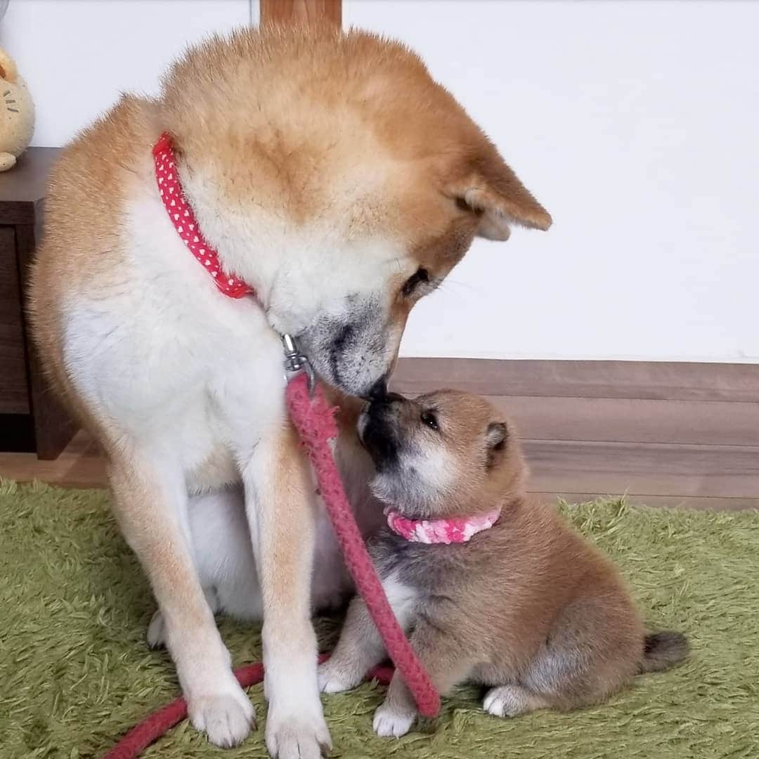 柴犬たま Shibainu Tamaのインスタグラム