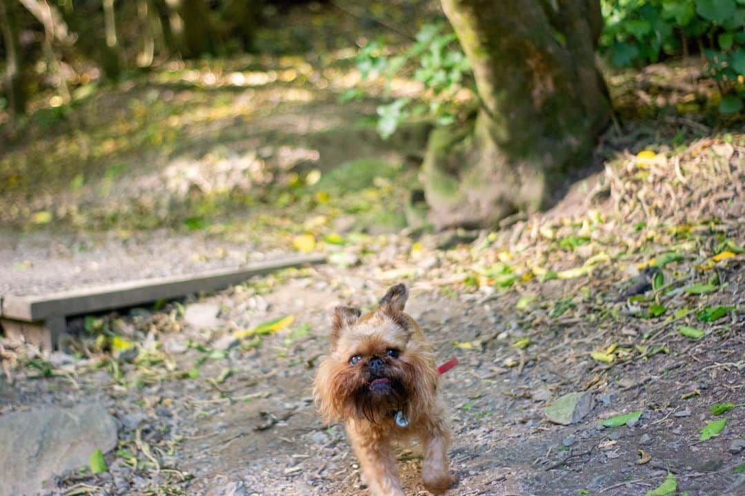 Digby & Aloさんのインスタグラム写真 - (Digby & AloInstagram)「We have had so much fun out on the trails for the #FindYourWildNZ contest! If you’re new here, you just go outside and find some cool views on one of Wellington’s trails. Easy peasy 👌🏻 Tonight we wanted to get away from this 💨 so we went to our fav spot, Trelissick Park. It’s so gorgeous, so close to the city and sheltered from the elements (even the sun in summer, hot tip for those with flat faced breeds 😉) If you want to win some cool stuff (including an iPhone 👏🏻) go out, snap your own picture of some natural beauty and #FindYourWildNZ.  For even more more info, check out the link in our stories or bio!」11月27日 16時18分 - digbyvanwinkle