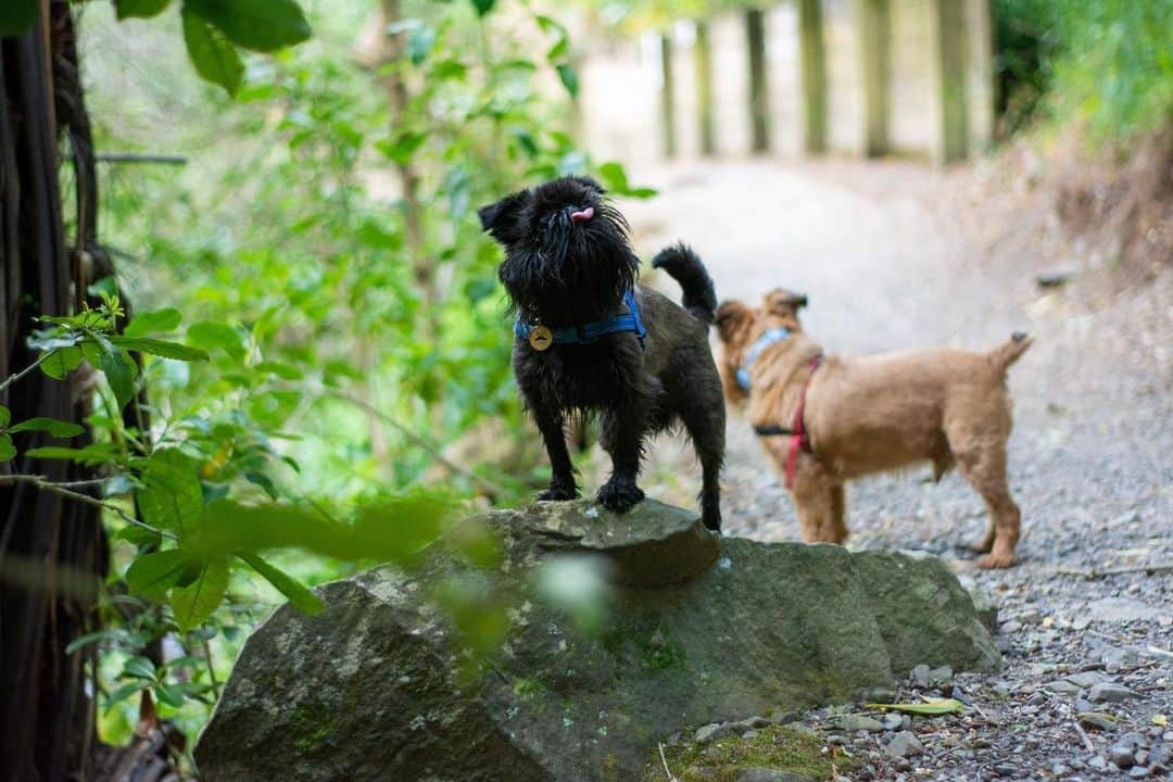 Digby & Aloさんのインスタグラム写真 - (Digby & AloInstagram)「We have had so much fun out on the trails for the #FindYourWildNZ contest! If you’re new here, you just go outside and find some cool views on one of Wellington’s trails. Easy peasy 👌🏻 Tonight we wanted to get away from this 💨 so we went to our fav spot, Trelissick Park. It’s so gorgeous, so close to the city and sheltered from the elements (even the sun in summer, hot tip for those with flat faced breeds 😉) If you want to win some cool stuff (including an iPhone 👏🏻) go out, snap your own picture of some natural beauty and #FindYourWildNZ.  For even more more info, check out the link in our stories or bio!」11月27日 16時18分 - digbyvanwinkle