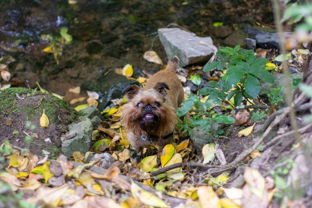 Digby & Aloさんのインスタグラム写真 - (Digby & AloInstagram)「We have had so much fun out on the trails for the #FindYourWildNZ contest! If you’re new here, you just go outside and find some cool views on one of Wellington’s trails. Easy peasy 👌🏻 Tonight we wanted to get away from this 💨 so we went to our fav spot, Trelissick Park. It’s so gorgeous, so close to the city and sheltered from the elements (even the sun in summer, hot tip for those with flat faced breeds 😉) If you want to win some cool stuff (including an iPhone 👏🏻) go out, snap your own picture of some natural beauty and #FindYourWildNZ.  For even more more info, check out the link in our stories or bio!」11月27日 16時18分 - digbyvanwinkle