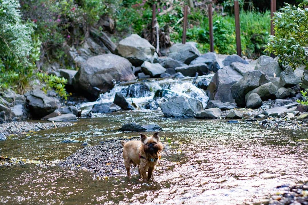 Digby & Aloさんのインスタグラム写真 - (Digby & AloInstagram)「We have had so much fun out on the trails for the #FindYourWildNZ contest! If you’re new here, you just go outside and find some cool views on one of Wellington’s trails. Easy peasy 👌🏻 Tonight we wanted to get away from this 💨 so we went to our fav spot, Trelissick Park. It’s so gorgeous, so close to the city and sheltered from the elements (even the sun in summer, hot tip for those with flat faced breeds 😉) If you want to win some cool stuff (including an iPhone 👏🏻) go out, snap your own picture of some natural beauty and #FindYourWildNZ.  For even more more info, check out the link in our stories or bio!」11月27日 16時18分 - digbyvanwinkle