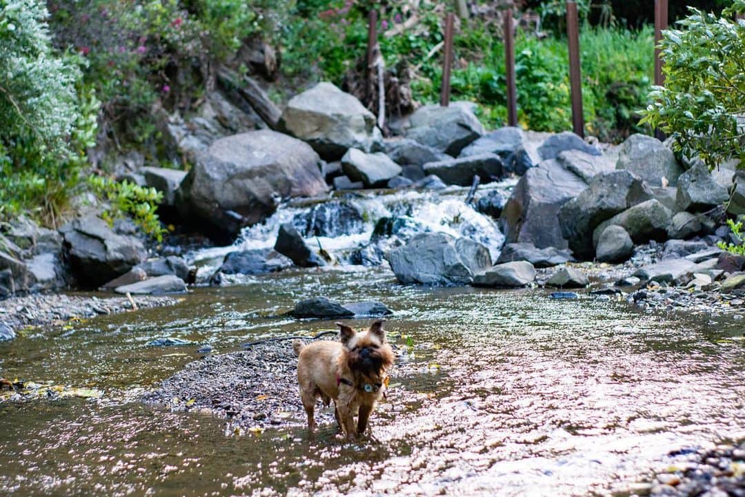 のインスタグラム：「We have had so much fun out on the trails for the #FindYourWildNZ contest! If you’re new here, you just go outside and find some cool views on one of Wellington’s trails. Easy peasy 👌🏻 Tonight we wanted to get away from this 💨 so we went to our fav spot, Trelissick Park. It’s so gorgeous, so close to the city and sheltered from the elements (even the sun in summer, hot tip for those with flat faced breeds 😉) If you want to win some cool stuff (including an iPhone 👏🏻) go out, snap your own picture of some natural beauty and #FindYourWildNZ.  For even more more info, check out the link in our stories or bio!」