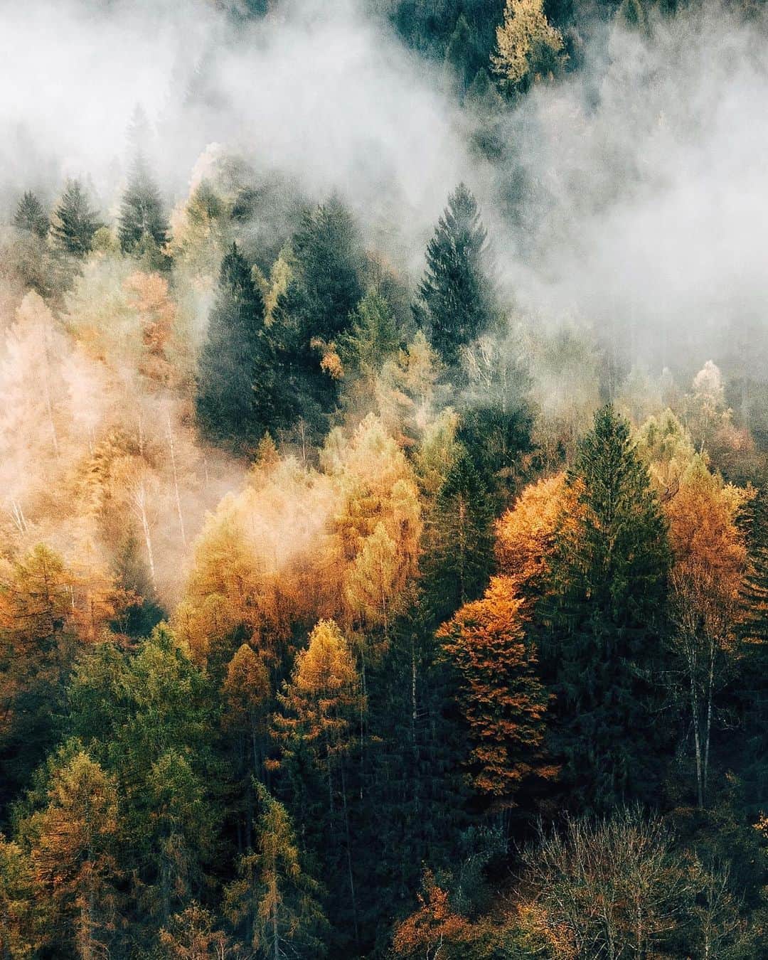 Simone Bramanteのインスタグラム：「{ Tones of Home } • From a chromatic point of view, it‘s unusual to me to be able to jump from the warm colors of Northern Italy to the total white of the Arctic Circle. And then coming back to the yellows and autumn browns. Which are perfect colours to be printed and hung on a white wall at home. #sonyalpha #whatitalyis」