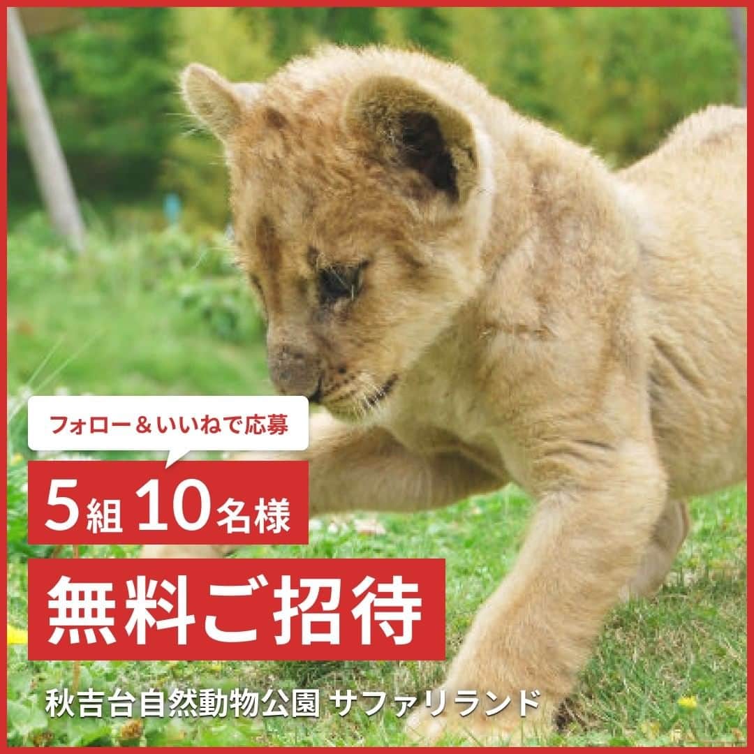 asoview! さんのインスタグラム写真 - (asoview! Instagram)「東京ドーム8個分の敷地に、60種600頭羽を超える動物たちが暮らす山口県の「秋吉台自然動物公園 サファリランド」。園内ではアフリカゾウや珍しいホワイトライオン、ホワイトタイガーなど、人気の動物たちを間近で観察できます。今回は、秋吉台自然動物公園 サファリランドへ、5組10名様をご招待！応募方法や応募条件をご一読の上、ご応募ください。 . <応募方法> STEP1:👉asoview!のアカウント ( @asoview) をフォロー！ STEP2:👉この投稿に「いいね」をするだけ！ ＼投稿シェアで当選確率アップ／ ・この投稿を@asoview をつけてストーリーズにシェア！ ・ストーリーズシェアしてくれた方の中からも抽選するので当選確率がアップ！ . ＜応募期間＞ 11月27日（水）～12月11日（水）23:59まで . ＜当選発表＞ 12月16日（月）頃までにDMにてご当選者様へご連絡をもって発表とかえさせていただきます。 ※落選者様へのご連絡はございませんのであらかじめご了承ください。 . ＜賞品内容＞ 秋吉台自然動物公園 サファリランド 入場招待券 5組10名様 . ＜ご当選者様の入場可能日＞ 2020年6月30日（日）まで . ＜場所＞ 秋吉台自然動物公園 サファリランド 山口県美祢市美東町赤1212 . ＜応募条件＞ ・来館当日の様子を#アソビュー  のハッシュタグを付けてSNSに投稿していただける方 ・来館後のアンケートにご回答いただける方 ・asoview!のサイトやSNSにおいて、ご自身の写真が掲載されることを承諾していただける方 ・asoview!のアカウントをフォローしていただいていて、かつ日本国内在住の方 . ＜ご応募に関する注意事項＞ ・複数アカウントでのご応募は無効となります。 ・企業アカウントからのご応募は選考対象外です。 ・当選時にフォローを外されている、またはアカウントを削除されている方、非公開設定をされている方は当選の対象外となります。 ・選考にまつわるご質問、お問い合わせは受け付けません。⁠ ・賞品の換金、交換はできません。 ・転売行為、もしくは転売行為への加担は厳禁です。 ・本キャンペーンは都合により事前のお知らせなしに変更または終了となる場合がございます。 . ＜体験に関する注意事項＞ ・天候・災害等の理由により、当日の体験がやむを得ず中止になる場合がございます。 ・体験実施の有無にかかわらず、会場までの交通費、宿泊費はご当選者様のご負担となります。 ・体験中に発生した事故による損害については当社は責任を負いかねます。 ・集合場所までの往路・帰路等移動途中の事故についての責任は負いかねます。」11月27日 16時46分 - asoview
