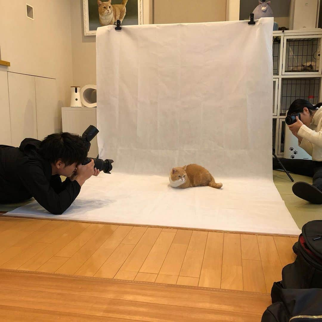 yuriyuri4mamaさんのインスタグラム写真 - (yuriyuri4mamaInstagram)「「パパなにしてんの？」 「へんてこりんな黒い箱📷が目の前にきたら、大人しくすましていればみんな喜ぶんだ。次はじゅじゅの番だよ。やってみてごらん」 @pluslove_pet #撮影会#マンチカン#munchkin#まいる#でお#ピアス#ココ#じゅじゅ#まいるんち#cute#猫#ねこ#cat#topcatphoto#juju#neko#fluffy#meow#catstagram#adorable#amazing#babyanimal#awesome#癒し#cats#9gag#catsofigram」11月27日 17時30分 - yuriyuri4mama