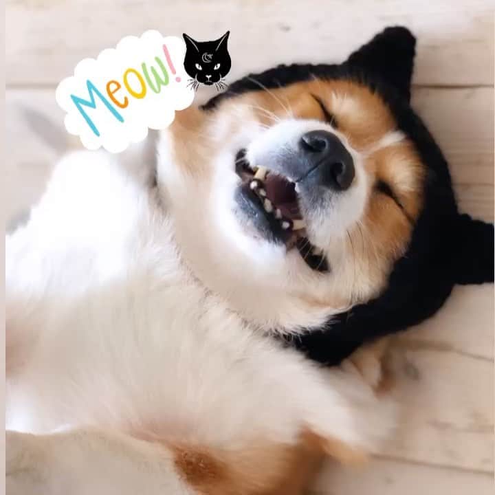 ericoのインスタグラム：「✩ 思わずゴロニャーンな件 ✩ I am a dog🐕, but I couldn't help saying "Meow" 🐈！ ✩ #ゴロニャーンな俺 #かぶるとつい言っちゃう #かどうかは知らないけど #なりきり黒猫帽 ✩ ✩ #それいけ力丸くん #コーギー  #犬のいる暮らし#pembrokewelshcorgi  #corgistagram #barked #buzzfeed #corgisofinstagram  #dailyfluff #9gag #手編み #handknit #handknitting ✩す」