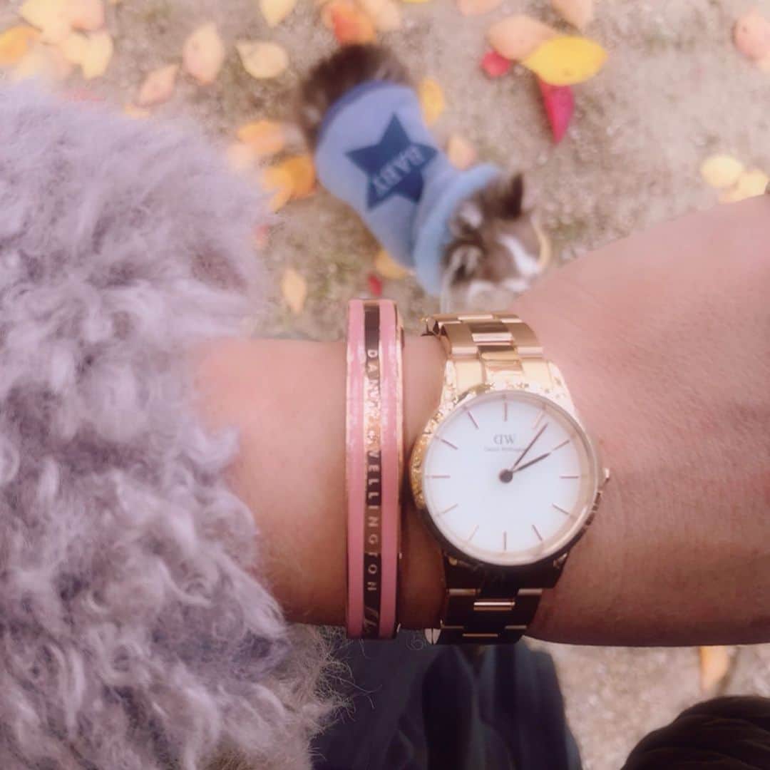 kayoのインスタグラム：「* * らいちん葉っぱの上カシャカシャ歩くの好き😆🍂🍂🍂 * * Lychee❤️🍂 * * @danielwellington 様より 素敵なお知らせ🎁✨✨ * * ⭐️ダニエルウェリントン2019年最大のブラックフライデー期間限定セールがスタート😳‼️ * ⭐️11/25～12/2期間中 腕時計とアクセサリー又はストラップの購入で30%off🙌🏻 * ⭐️数量限定一部の商品が50%off🙌🏻 * ⭐️15%offクーポン併用可能🙌🏻 ギフトラッピング無料🎁✨ * ⭐️15%offクーポン 【kayo01】 (2020/1/15まで有効) * ⭐️DW直営店舗とオンラインショップで使用可能 * https://www.danielwellington.com/jp * ⭐️ストーリーからDW様の公式サイトに飛べます🙌🏻 * めちゃくちゃお得なこの機会に 皆様是非‼😆️🎁✨✨ * * #ダニエルウェリントン #腕時計 * #chihuahua#chihuahualove#dogstgram#dog#instadog#チワワ#チワワ大好き * *」