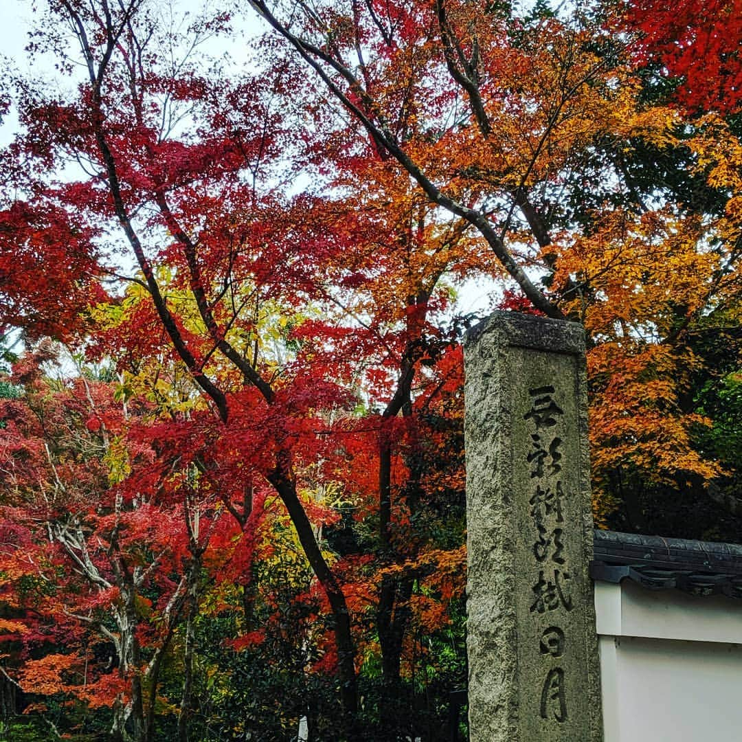 City of Kyoto Official Accountのインスタグラム：「紅葉だより2019🍁更新中 https://ja.kyoto.travel/flower/momiji/  写真は11/27の浄住寺の様子です。  #京都 #京都ジェニック #秋 #紅葉#もみじ #浄住寺 #🍁 #未来に残したい京都 #京都好きな人と繋がりたい  #visitkyoto #kyotogenic #autumninkyoto  #jojuji #fallfoliage #maple #maplemania #mapleleaf #autumnleaves #kyototravel #japantrip #autumn #kyototrip 🍁Kyoto Fall Foliage Calendar 2019🍁 https://fallfoliage.kyoto.travel/」