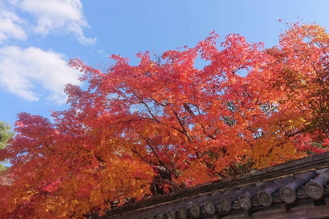 宮森セーラさんのインスタグラム写真 - (宮森セーラInstagram)「﻿ ﻿ ﻿ 京都でりなちゃんが撮影してくれました✨﻿ ﻿ ﻿ 京都はどこを切り取っても絵になるから﻿ フォルダが京都の思い出でいっぱい！！﻿ ﻿ 沢山載せたいのだけど﻿ 勿体ないからじわじわ載せるね笑笑﻿ ﻿ 紅葉のいいタイミングに行けてよかったです✨﻿ ずっと行きたかった渡月橋にもいけて大満足！！ しかもね、夜は星もめちゃくちゃ綺麗に見えたのよーーー！！﻿ 寒かったけど、冬の刺さるような寒さは嫌いじゃないので幸せな冷たさでありました❄﻿ ﻿ ﻿ 写真は南禅寺で撮影したのよー！﻿ 髪の毛切りたての頃に比べたら随分のびたねぇ💦💦﻿ 女子っぽくなってきた感じがしますね✨﻿ ﻿ 少しだけ襟足切ろうかなーーー﻿ (っ'-')╮ =͟͟͞͞✂️ﾌﾞｫﾝ﻿ ﻿ カラコン卒業してからコンプレックスだった三白眼も好きになれてきたよ👀 ﻿ ﻿ photo by 朝比奈里奈 ﻿ ﻿ ﻿ #宮森セーラ #朝比奈里奈 #久保亜沙香 #女優旅﻿ #京都 #旅行 #京都旅行 #ポートレート #写真﻿ #渡月橋 #女子旅 #紅葉 #photo #kyoto #Japan ﻿」11月27日 18時11分 - sela_miyamori