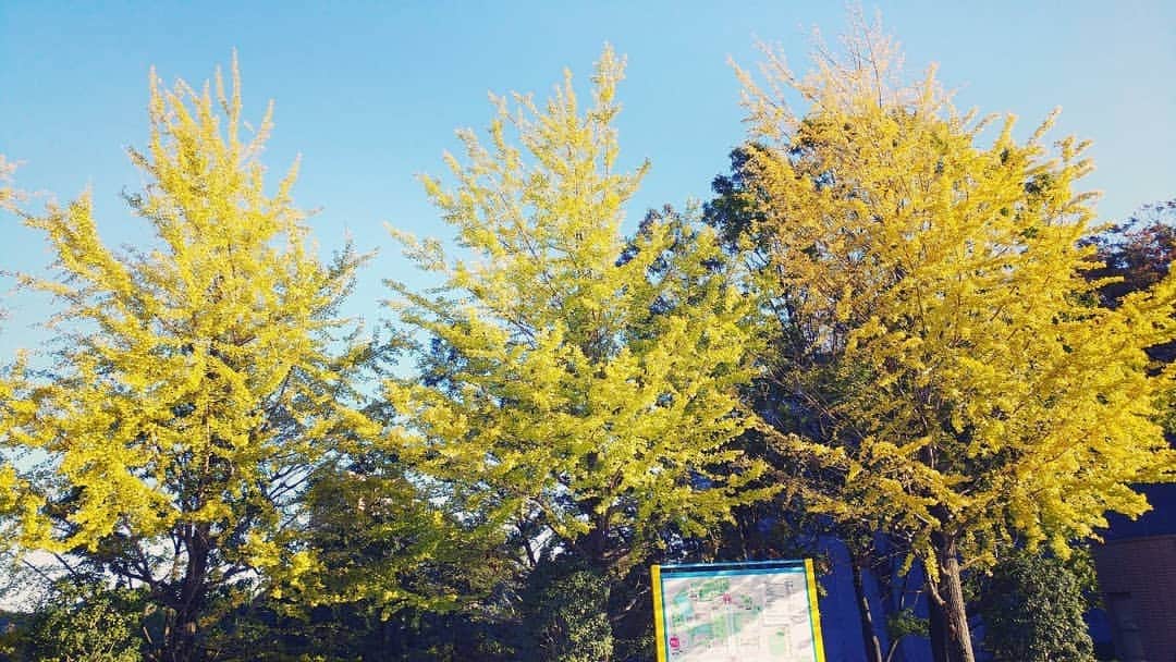 日本工学院さんのインスタグラム写真 - (日本工学院Instagram)「#八王子名物いちょう祭り またこの時期がやって参りました。 ☆教職員投稿写真☆ 「#日本工学院」をチェック！！学生が投稿したリアルな日常風景を見ることができますよ！  #nihonkogakuin #専門学校 #日本工学院八王子専門学校 #日本工学院専門学校 #教職員投稿写真 #工学院 #ふとした生活 #紅葉 #紅葉がいい感じ #紅葉めぐり #紅葉スポット #いちょう #イチョウ #キャンパス内#西門近く #きれい #秋 #黄色に色づく #イチョウ祭り#八王子いちょう祭り #紅葉狩り#きいろ #銀杏 #楽しみ」11月27日 18時18分 - nihonkogakuin