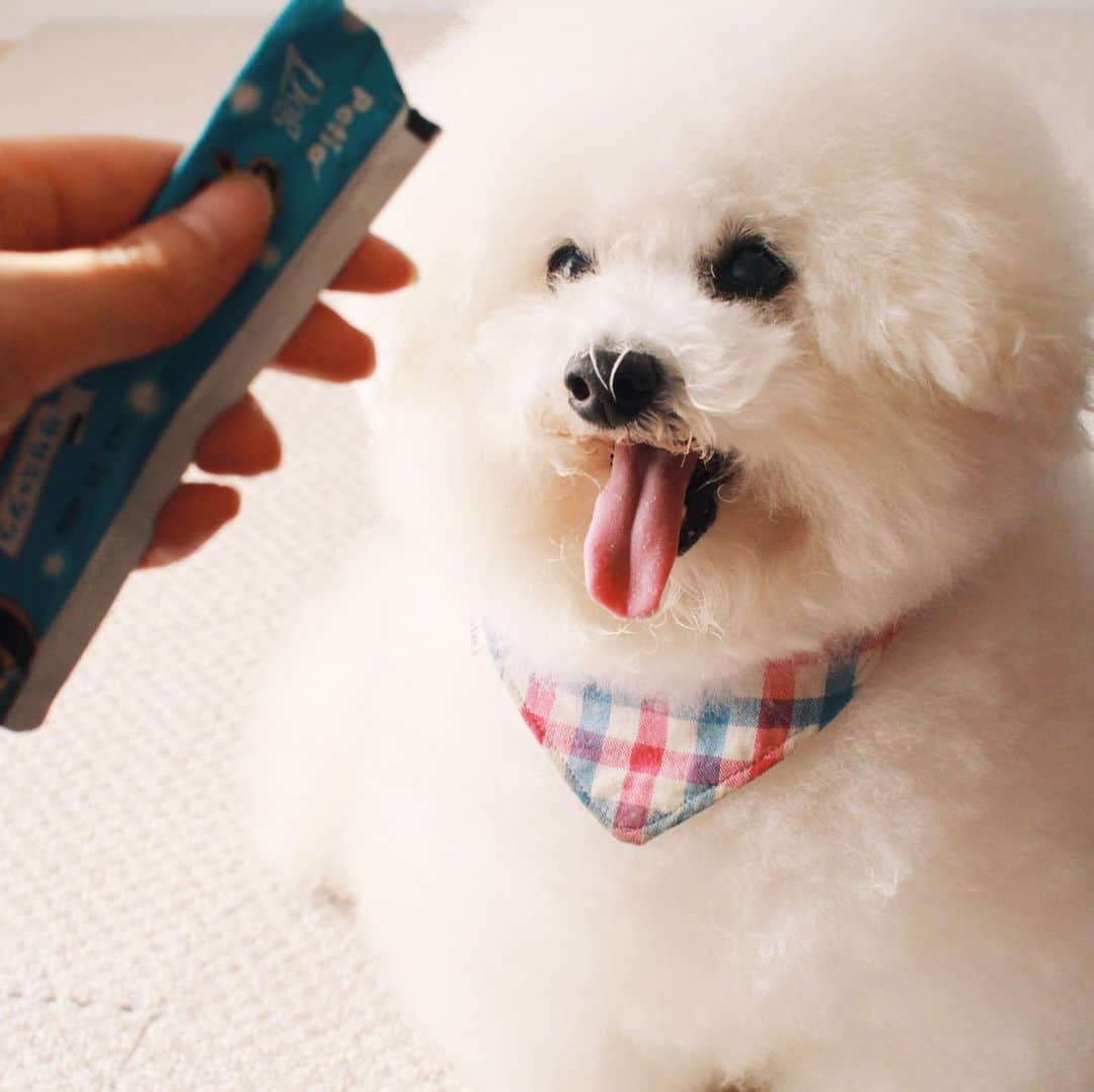 ゆうのインスタグラム：「. . かなり幸せそうなアーニーさん🐶 このオヤツは相当美味しいらしい 笑 . 封を開ける側から興奮ぎみ。 （動画をご参照下さい🎥笑） 少しづつあげられるから 私もオヤツをあげる楽しみ時間が倍増❤️ 写真もいい顔が撮れすぎて どれにしようか迷いました🤣 . . . . @petio_  #無添加オヤツ #meaty #ミーティ #petio #ペティオ #PR . . .」
