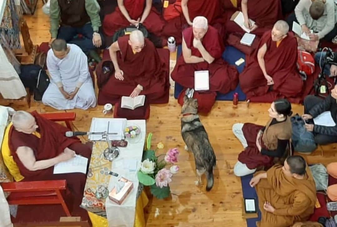 Leslie Camila-Roseさんのインスタグラム写真 - (Leslie Camila-RoseInstagram)「Dog learning the dharma and diving with us into “the way of the bodhisattva”. Tushita temple, India. Nov 2019. PS: this is not my picture as I was sitting and listening (and craving to pet the doggy). . . . . . . #buddhism #bodhisattva #thewayofthebodhisattva #meditation #dharma #himalayas #tushita」11月27日 18時27分 - leslie_coutterand