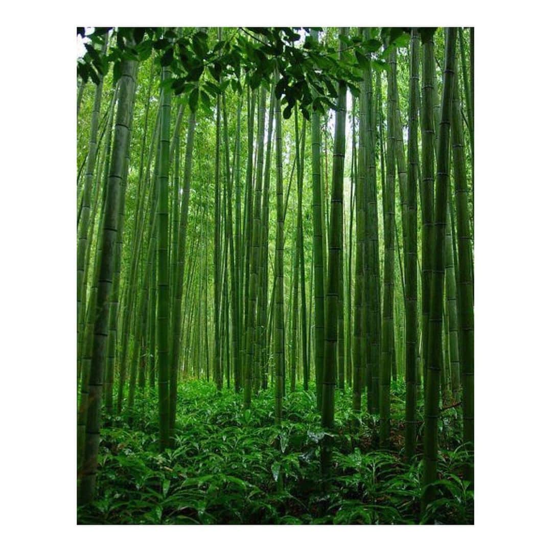 シューマッハさんのインスタグラム写真 - (シューマッハInstagram)「Arashiyama Bamboo Grove, Japan 🎋」11月27日 18時42分 - dorotheeschumacher