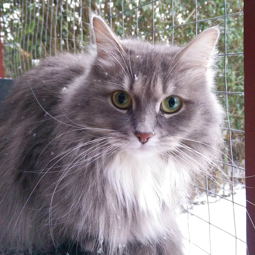 Nila & Miloさんのインスタグラム写真 - (Nila & MiloInstagram)「Happy snowy #WhiskerWednesday ❤️❄️ #christmas #sleighallday #siberiancat #catstagram #instacats」11月27日 18時45分 - nilamilo