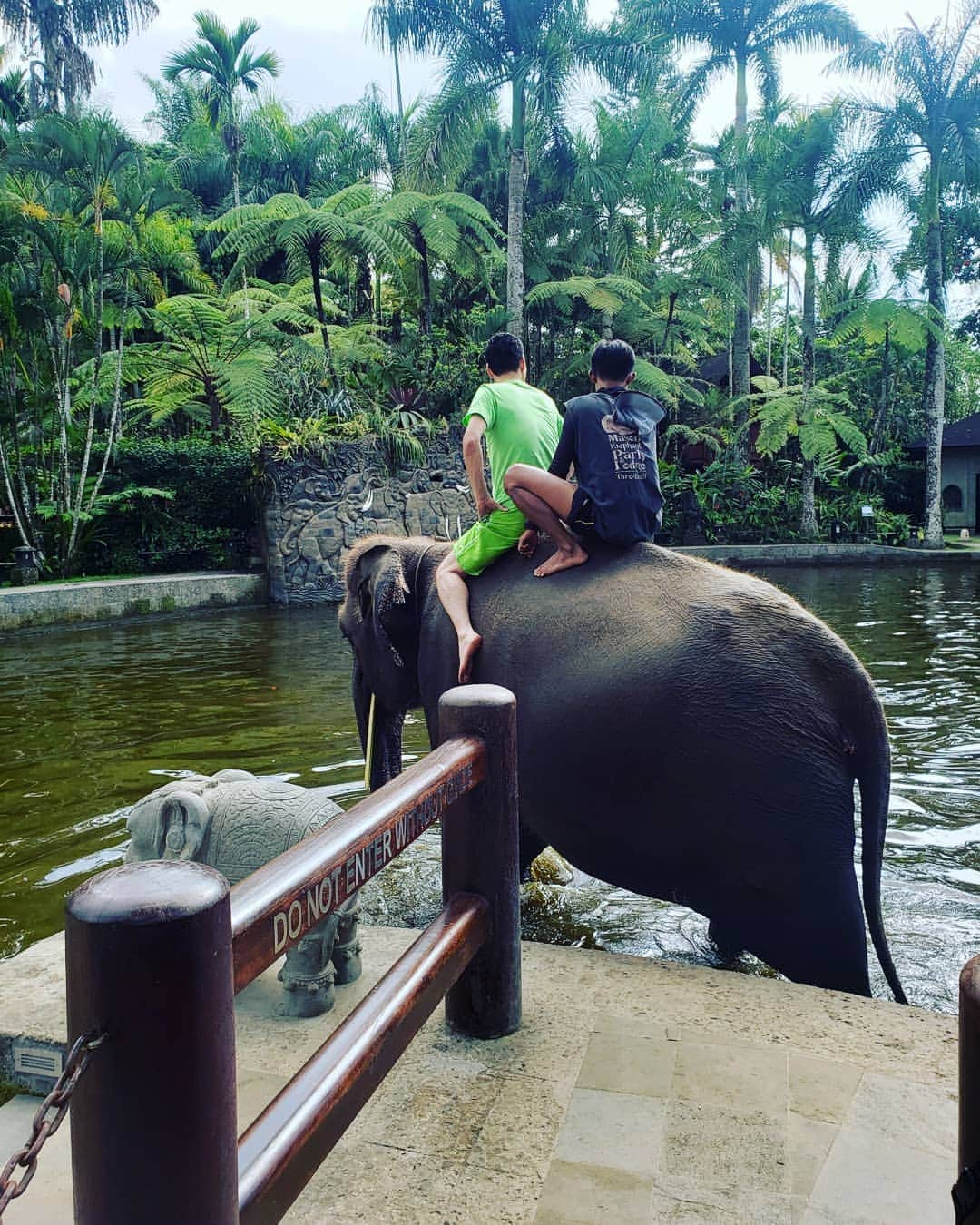 旅猿公式インスタグラムさんのインスタグラム写真 - (旅猿公式インスタグラムInstagram)「本日深夜1時34分から海外旅『バリ島で象とふれあいの旅』第5話です🌤️東野さん待望の象のホテルを満喫🐘子象とのふれあい再び😄そして象の背に乗る東野さんの身にまさかの事態😂ご期待ください‼️」11月27日 18時56分 - tabizaru.official