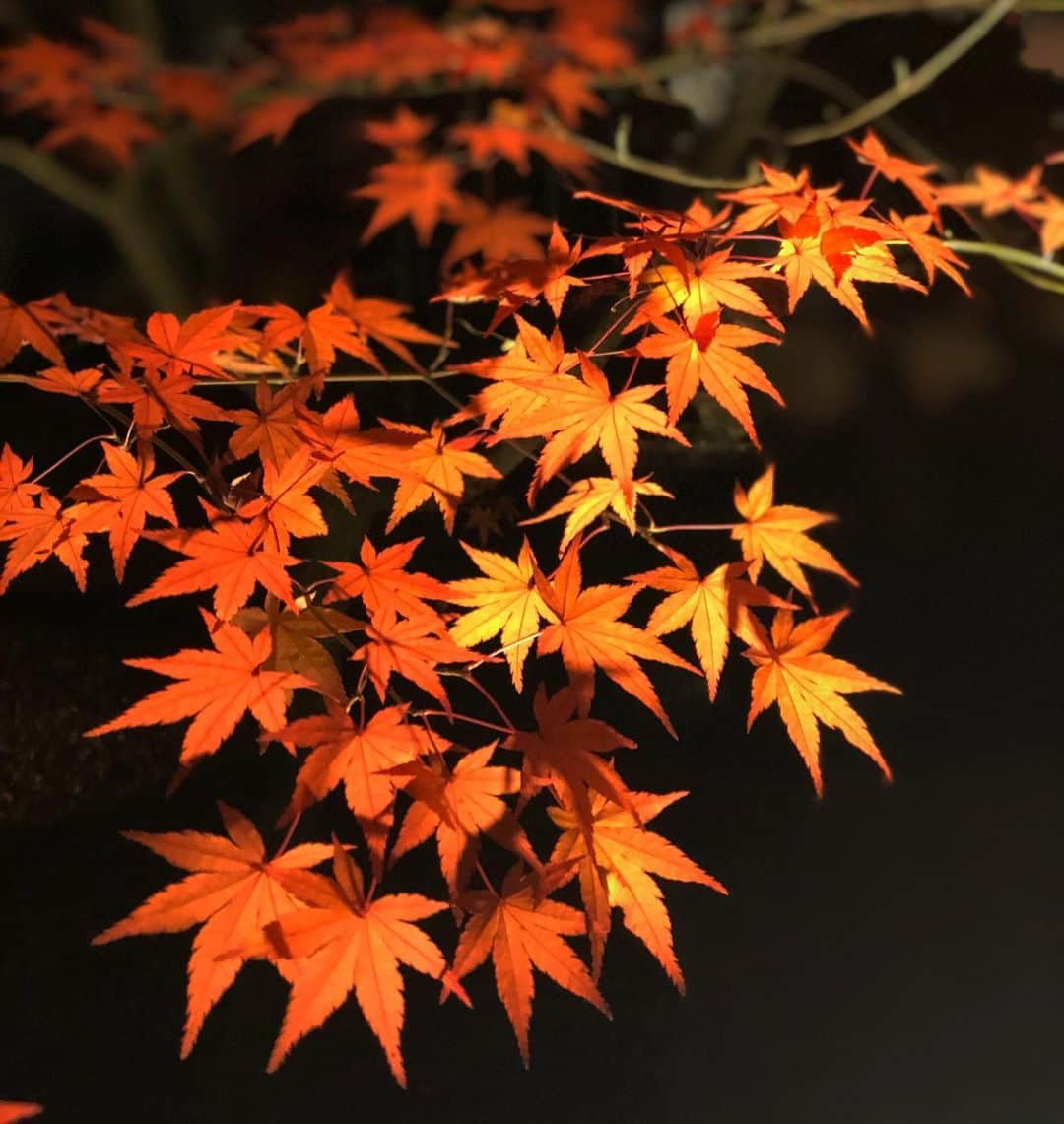 崎山一葉さんのインスタグラム写真 - (崎山一葉Instagram)「色々な紅に魅了されました🍁  #japan #kyoto #京都」11月27日 19時09分 - kazuha_sakiyama