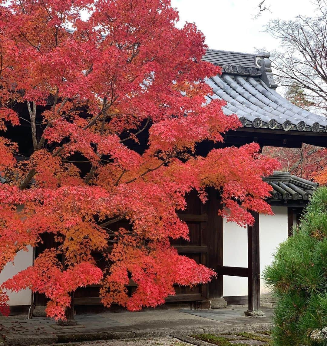 崎山一葉さんのインスタグラム写真 - (崎山一葉Instagram)「色々な紅に魅了されました🍁  #japan #kyoto #京都」11月27日 19時09分 - kazuha_sakiyama