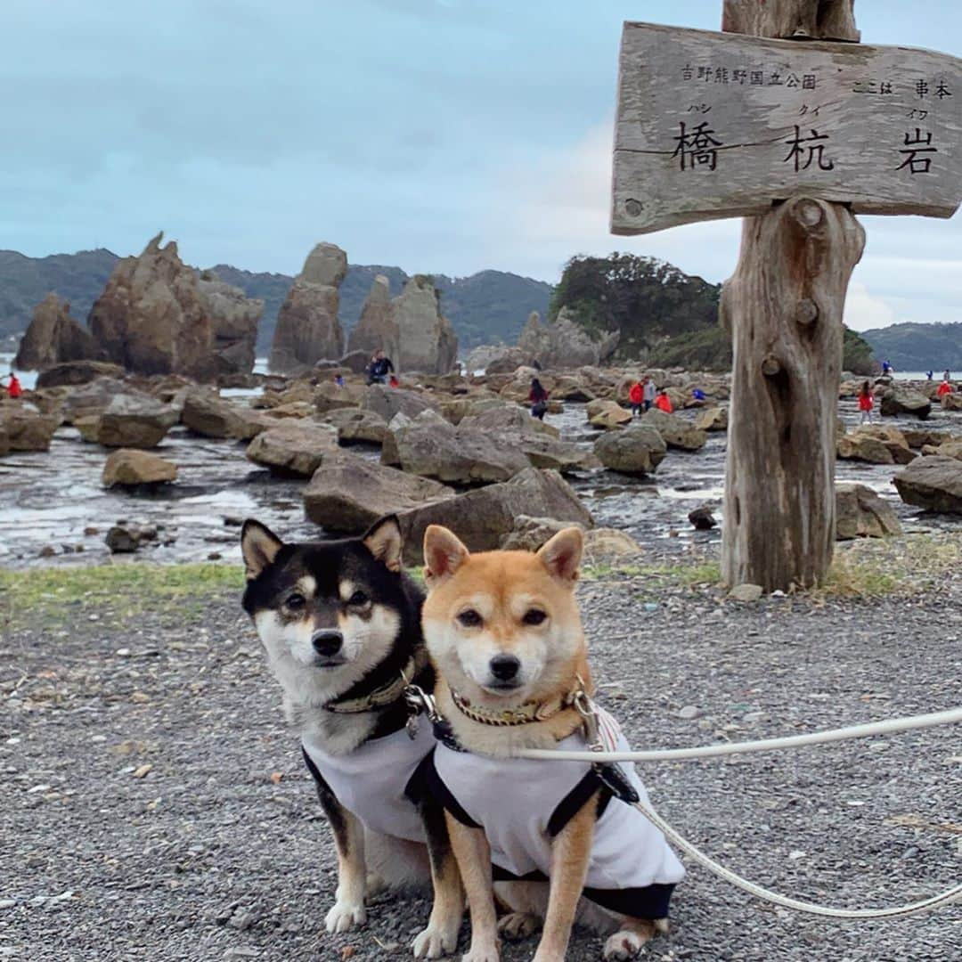 豆柴なつ&ふゆのインスタグラム