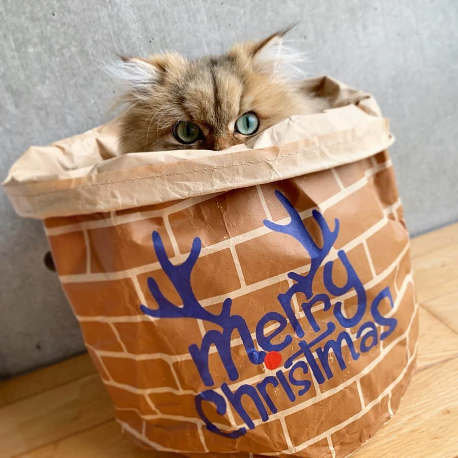 にこさんのインスタグラム写真 - (にこInstagram)「Niko in chimney 🎅🏻🏭🐈🎄 @pecobox_official  #pecobox  今月のペコボックス。 わくわく煙突がお気に入りNo.1❣️ . #ペコボックス #pecoboxが届いたよ  #pecoねこ部  #pecoboxクリスマス #ペコBOX  #チンチラゴールデン  #猫のおもちゃ  #ねこのおもちゃ #にゃんすたぐらむ  #ネコスタグラム  #定期便」11月27日 20時18分 - nikon.neko.official