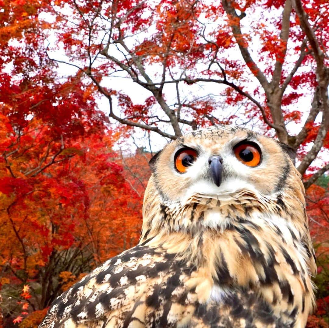 GEN3 Owlさんのインスタグラム写真 - (GEN3 OwlInstagram)「🍁🍁🦉🍁🍁 #owl #owlgaru」11月27日 20時19分 - genz64