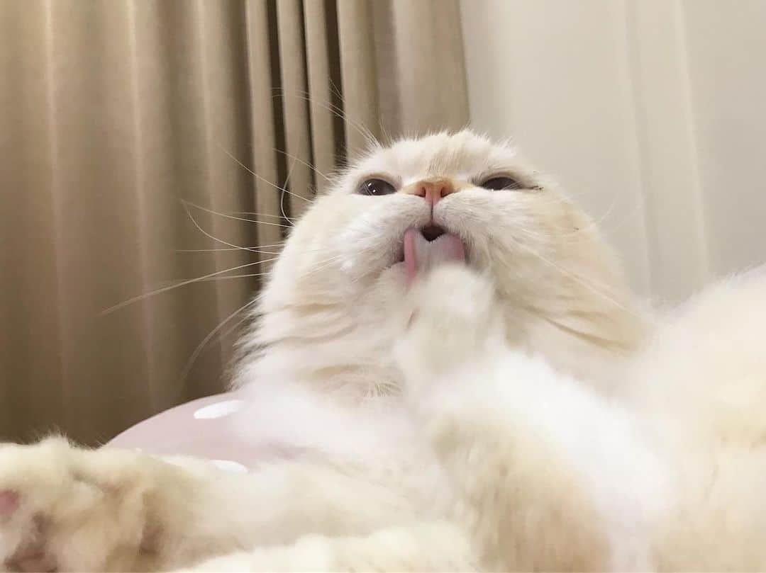 Haruのインスタグラム：「My foot is so yummy. 🥰 #gentleharper #เลียไปเลียมาอร่อยเฉย」