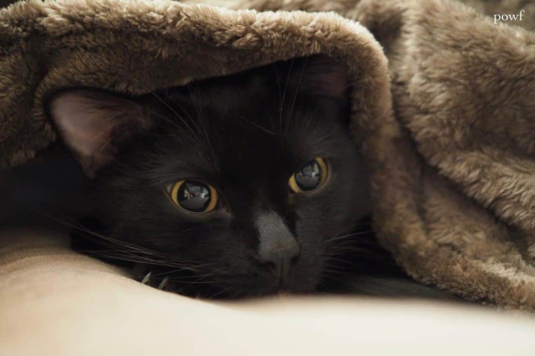 anemone_69さんのインスタグラム写真 - (anemone_69Instagram)「. #ハカセとキョウジュ #blackcat #黒猫 #cat #猫 #保護猫 . . .」11月27日 21時05分 - powf