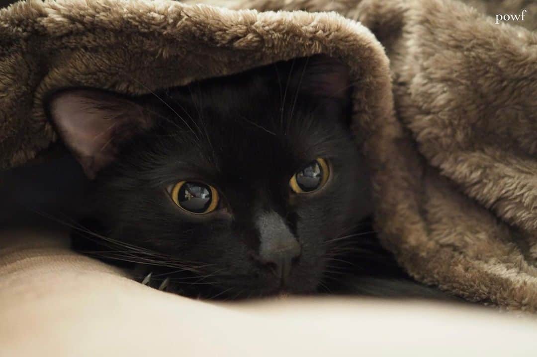 anemone_69のインスタグラム：「. #ハカセとキョウジュ #blackcat #黒猫 #cat #猫 #保護猫 . . .」