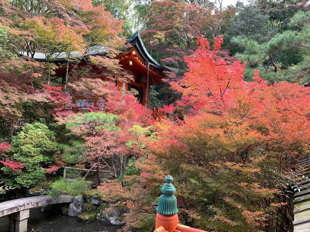 村田千弥さんのインスタグラム写真 - (村田千弥Instagram)「先日の京都紅葉生中継の番組内では、中継以外にVTRのロケにも行かせていただきました。 山科・毘沙門堂の紅葉も綺麗でした・・・いまごろ最盛期なんだろうな🍁 鶴屋吉信さんの生菓子も美しくて美味しくて、役得でした！やっぱり花も団子も、ですよね😋💕」11月27日 21時28分 - chr.0429