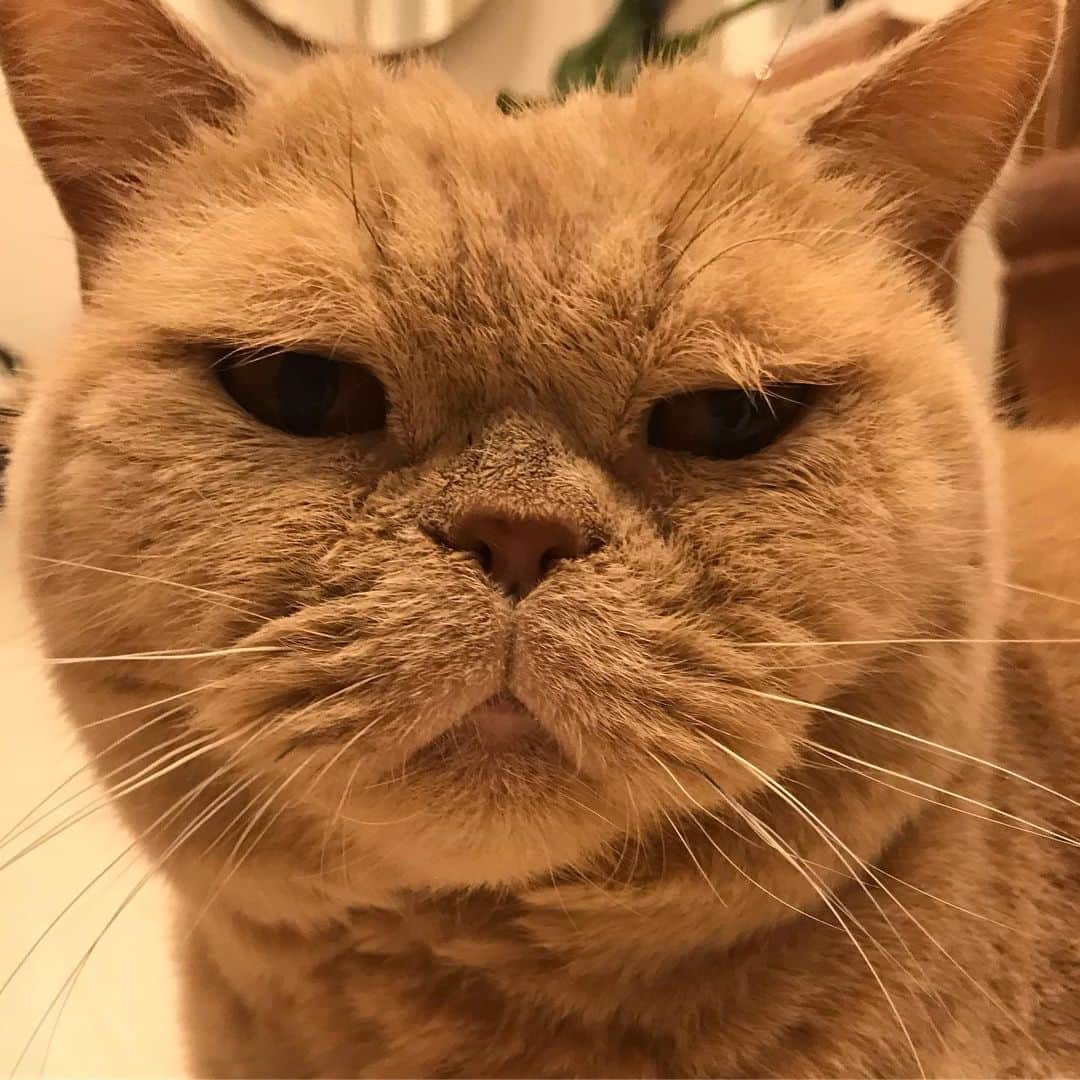 濱中鮎子のインスタグラム：「お嬢が寝たら君の時間💘  #cat #ネコ #小心者の親分 #チャイ坊 #チャイ #chai #britishshorthair #ブリティッシュショートヘア #クラッシュフェイス #ぶチャイく #愛の交歓」