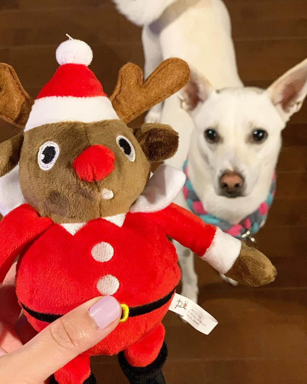 柴犬ハル&保護犬すずさんのインスタグラム写真 - (柴犬ハル&保護犬すずInstagram)「🎅🎄 . 「おかーしゃーんーー！ ハルとすずにサンタさん来たー！」 . @pecobox_official  より、 一足早くクリスマスプレゼントが届きました🎅🎄 . 2匹はもう、盆正月がいっぺんに来たような興奮ぶり🙏🎄 . #ぬいぐるみもオモチャもお菓子もあるよ #ここは天国ですか #犬になりたい #このあとハルとすずは奪い合いを始めます #つづく . #柴犬#クリスマス#kagoshima#puppy#shibainu#いぬバカ部#family#鹿児島#赤柴#雑種#天文館#日本犬#保護犬を家族に#保護犬#元保護犬#クリスマスプレゼント」11月27日 22時18分 - haruharu040777