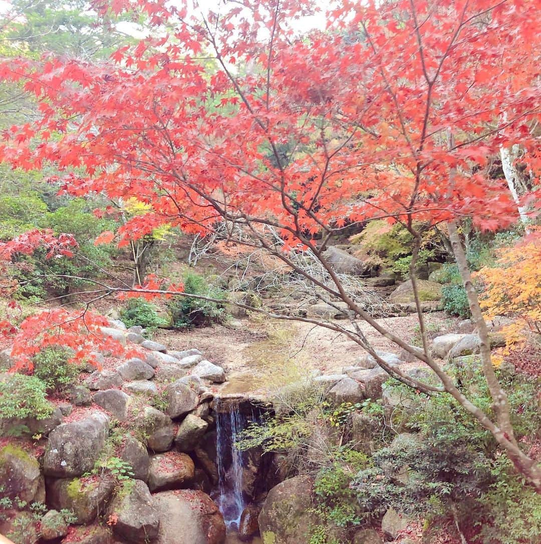 安陪恭加のインスタグラム：「紅葉の季節がやってきた🥺  #紅葉  #綺麗  #景色  #自然  #厳島神社  #広島」