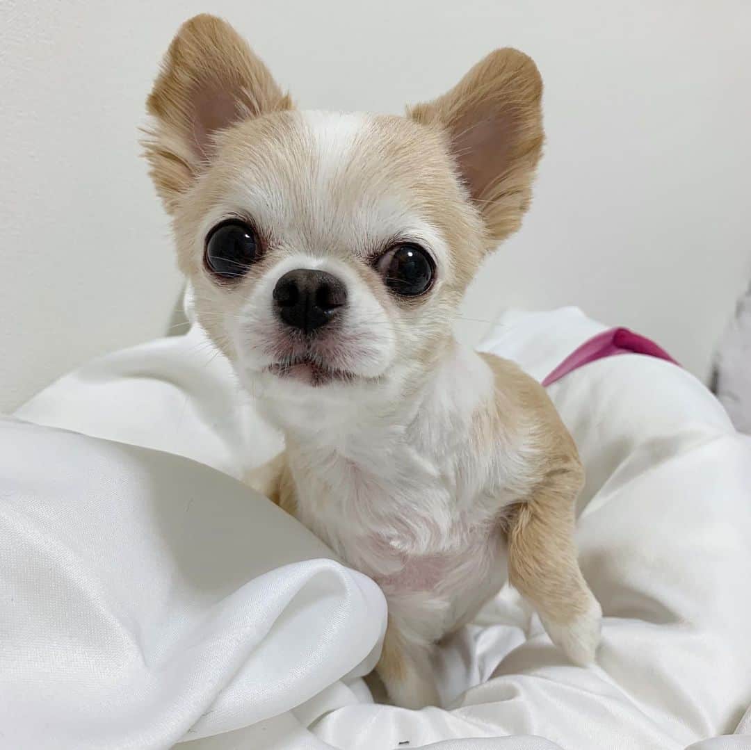 のインスタグラム：「最近のイッヌ達を ご覧下さい🥺💓 . 皆さんのストレスやイライラ 悲しい事辛いことが すこしでも和らぎますように🤲💕 . イッヌたちは本当に 癒しのパワーを持ってる🥺💓 . #チワワ#犬#dog#dogstagram #イッヌ#イッヌがいる生活 #イッヌ🐶#犬のいる暮らし #犬好きな人と繋がりたい #癒し動画 #チワワ#ペキチワ」