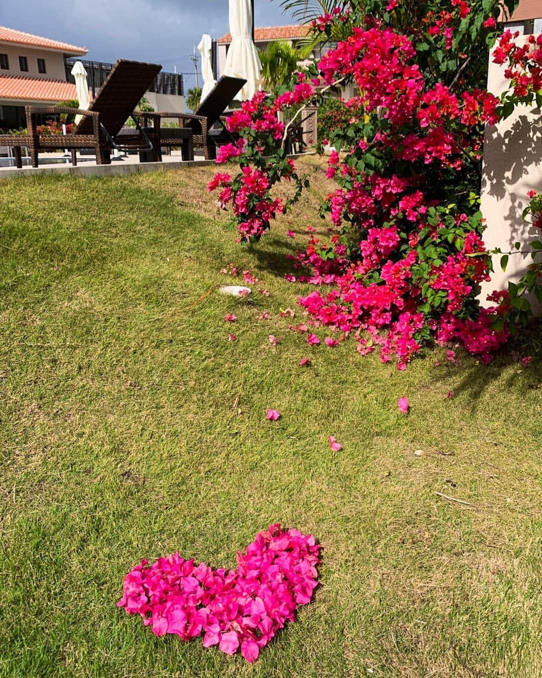 グランヴィリオリゾート石垣島さんのインスタグラム写真 - (グランヴィリオリゾート石垣島Instagram)「﻿ ﻿ 🌺GRANDVRIORESORT ISHIGAKIJIMA🌺﻿﻿ VILLAGARDEN﻿ ﻿ こんばんは🌙﻿ ﻿ ブーゲンビリアは落ちていても﻿ かわいいですね☺️﻿ お庭の清掃中にハート型﻿ 作ってみました💕﻿ 見つけたらラッキーですね☺️﻿ ﻿ ﻿ ﻿﻿ #沖縄 #okinawa #石垣島 #ishigakiisland #石垣 #ishigaki #八重山諸島 #八重山 #yaeyama #石垣リゾートグランヴィリオホテル #グランヴィリオホテル #グランヴィリオリゾート石垣島#GRANDVRIORESORTISHIGAKIJIMAVILLAGARDEN #ヴィラガーデン#グランヴィリオリゾート石垣島ヴィラガーデン #グランヴィリオガーデン #リゾートホテル #resorthotel #旅行 #旅 #trip ﻿ #ガーデン #garden #海 #sea #空 #sky #夕日 #sunset」11月27日 22時33分 - grandvrioresort_ishigakijima