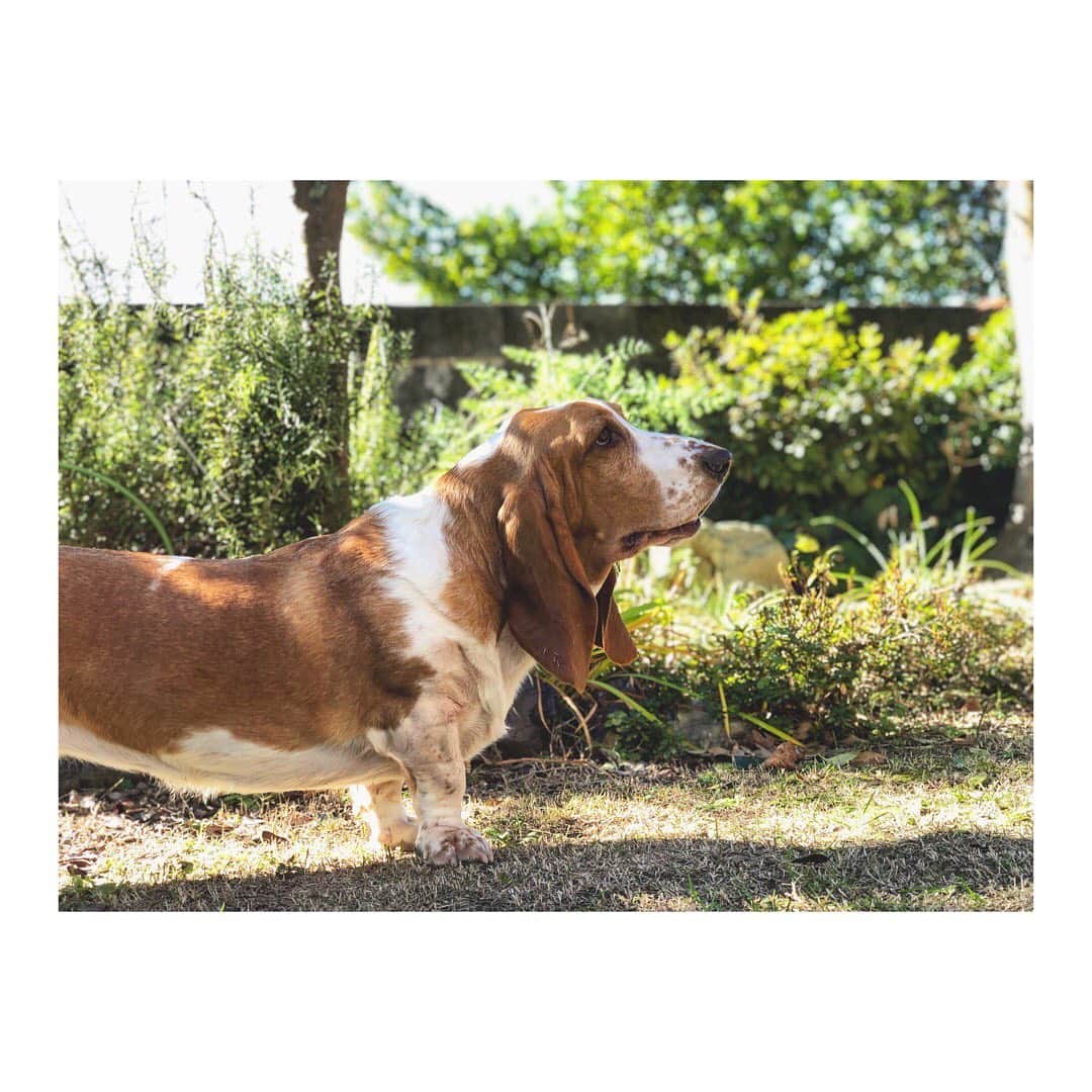 中川裕太のインスタグラム：「............... #bassethound  #surf  #actor  #演员  #日本  #中国  #电影  #映画 #亲爱的」
