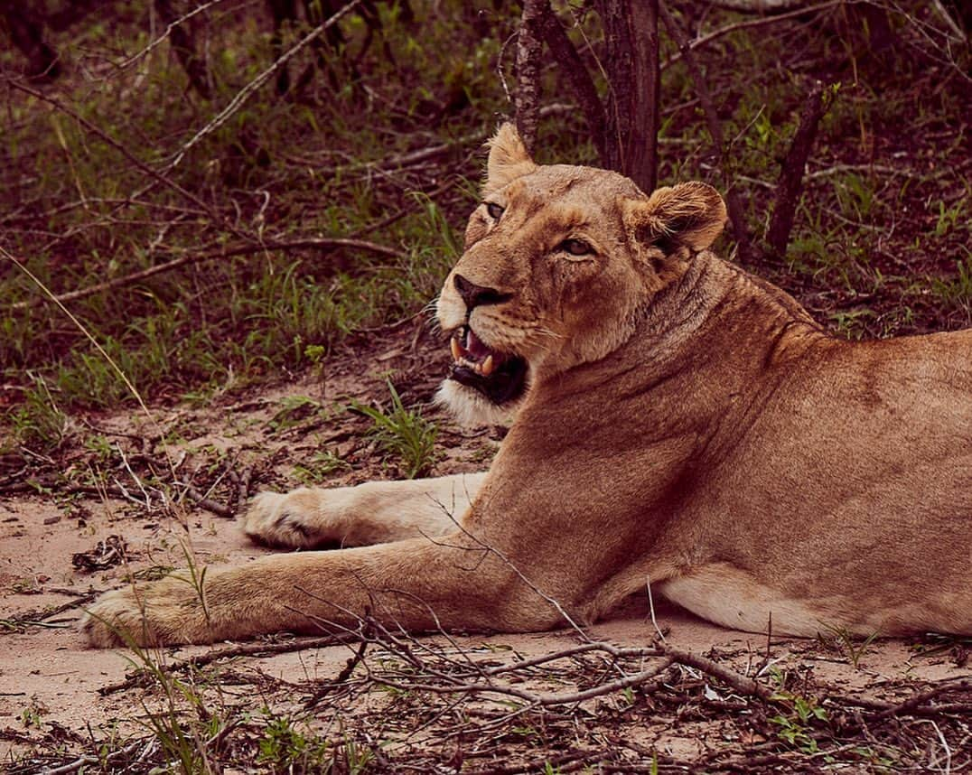 デヴォン・ウィンザーさんのインスタグラム写真 - (デヴォン・ウィンザーInstagram)「Out here looking for lions... What’s your favorite animal??」11月27日 22時36分 - devwindsor