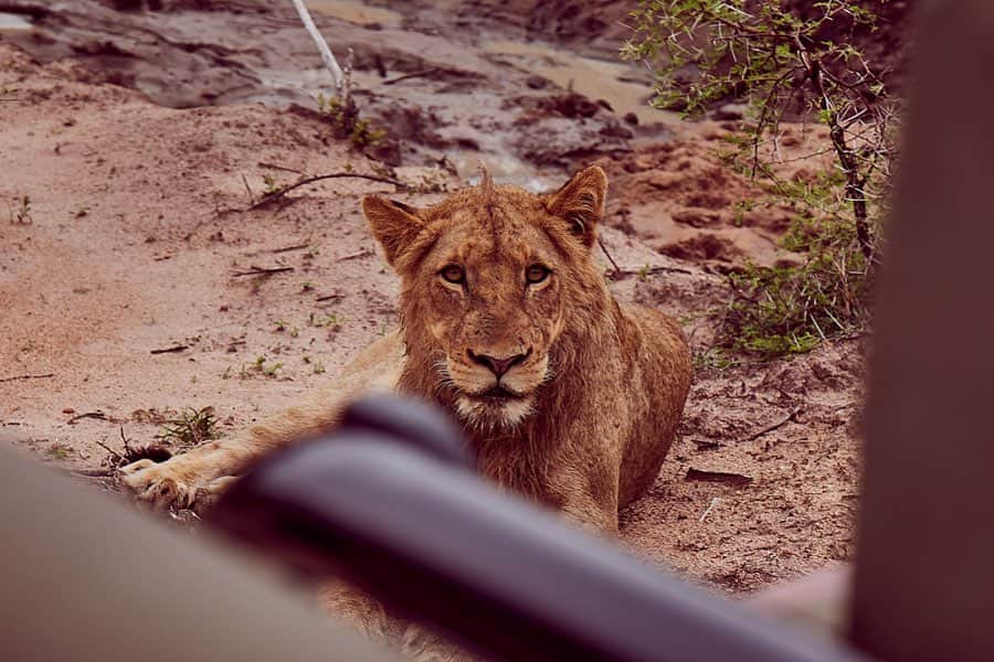 デヴォン・ウィンザーさんのインスタグラム写真 - (デヴォン・ウィンザーInstagram)「Out here looking for lions... What’s your favorite animal??」11月27日 22時36分 - devwindsor