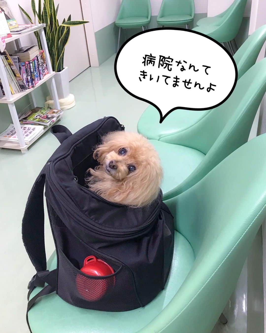 Toypoodle Mikuru?Asakusa Tokyoさんのインスタグラム写真 - (Toypoodle Mikuru?Asakusa TokyoInstagram)「20191127 Wednesday. In hospital 🏥 みきゅるん、背中に異物発覚😰 緊急病院へダッシュ💨 . 結果、脂肪！ 大きくならない限り、気にすることないとのこと。 よかった〜🥺 また、なんか大変なブツだったらどうしようかと心配しておりましたが、ひと安心です☺️ . みくるさんには、本当に振り回されております😅 . 心臓の方も落ち着いてる様です。 今日は、みくるの悲鳴を聞くことなく(注射とエコーがない)診察が終えられた日でした😂 帰ったらご褒美オニクね🍖 . #みくるの健康事情 #副腎腫瘍 #手術から半年」11月27日 22時51分 - purapura299